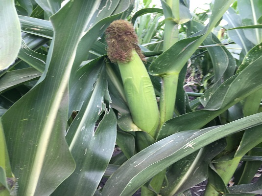 Healthy Corn Cob. Full image view opens in a new window.